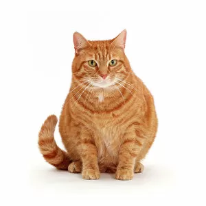 Domestic Animal Gallery: Overweight ginger cat