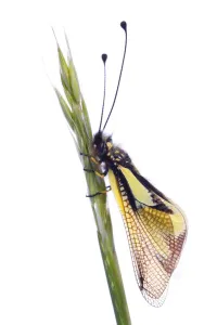 Owlfly (Libelloides coccajus) on grass, Queyras Natural Park, France, May 2009 Owlfly (Libelloides coccajus) on grass, Queyras Natural Park, France, May 2009