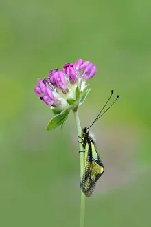 Owlfly sulphur (Libelloides coccajus) on flower, near Gavarnie, Pyrenees National Park Owlfly sulphur (Libelloides coccajus) on flower, near Gavarnie, Pyrenees National Park