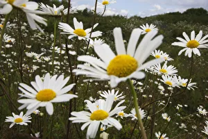 Ox-eye daisies (Chrysanthemum leucanthemum) in flower, Burren National Park, County Clare Ox-eye daisies (Chrysanthemum leucanthemum) in flower, Burren National Park, County Clare