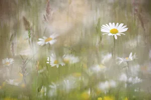 Oxeye daisies (Leucanthemum vulgare) in upland hay meadow, Northumberland National Park Oxeye daisies (Leucanthemum vulgare) in upland hay meadow, Northumberland National Park