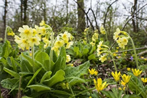Primulaceae Gallery: Oxlip (Primula elatior) growing in Shadwell Woods Reserve, Essex, England, UK, April
