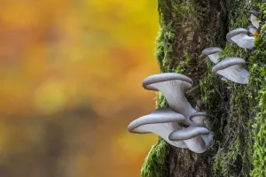 Oyster mushroom / Oyster bracket fungus (Pleurotus ostreatus) growing on tree trunk Oyster mushroom / Oyster bracket fungus (Pleurotus ostreatus) growing on tree trunk