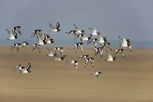 Oystercatcher (Haematopus ostralegus) flock in flight, Liverpool Bay, Lancashire, UK Oystercatcher (Haematopus ostralegus) flock in flight, Liverpool Bay, Lancashire, UK
