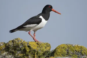 Oystercatcher (Haematopus ostralegus) by the coast, Island of Runde, Norway July Oystercatcher (Haematopus ostralegus) by the coast, Island of Runde, Norway July
