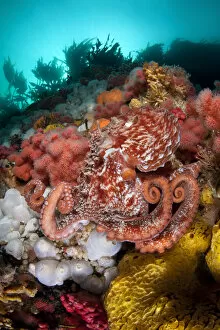 Images Dated 4th September 2011: Pacific giant octopus (Enteroctopus dofleini) hunts for food on a colourful reef in Browning Pass