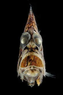 Pacific hatchetfish (Argyropelecus affinis) portrait Pacific hatchetfish (Argyropelecus affinis) portrait