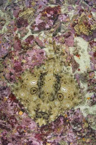 Pacific starry skate (Beringraja stellulata) on sea floor Pacific starry skate (Beringraja stellulata) on sea floor