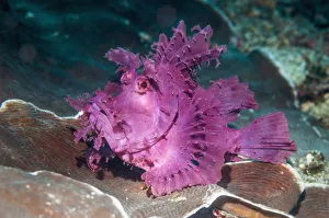 Paddle-flap scorpionfish (Rhinopias eschmeyeri) Puerto Galera, Philippines Paddle-flap scorpionfish (Rhinopias eschmeyeri) Puerto Galera, Philippines