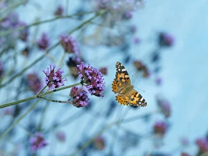 Images Dated 31st August 2018: Painted lady butterfly (Cynthia cardui) feeding on Verbena flowers in flight, England, UK