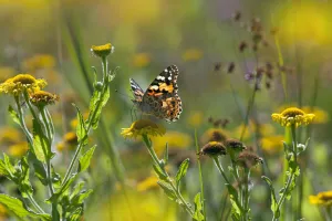 Painted lady butterfly (Cynthia / Vanessa cardui) feeding on Fleabane flower, UK, August Painted lady butterfly (Cynthia / Vanessa cardui) feeding on Fleabane flower, UK, August