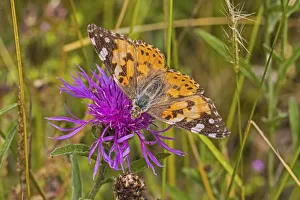 Painted lady butterfly (Vanessa cardui) feeding on knapweed Sutcliffe Park Nature Painted lady butterfly (Vanessa cardui) feeding on knapweed Sutcliffe Park Nature