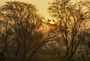 Ciconiiformes Gallery: Painted stork (Mycteria leucocephala), resting on nest with young at sunrise