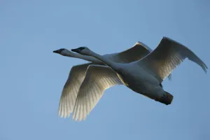 Pair of adult Trumpeter Swans (Cygnus buccinator) in flight. Skagit County, Washington Pair of adult Trumpeter Swans (Cygnus buccinator) in flight. Skagit County, Washington