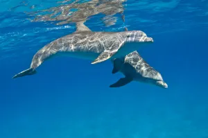 A pair of Bottlenose dolphins (Tursiops truncatus) swimming beneath the surface A pair of Bottlenose dolphins (Tursiops truncatus) swimming beneath the surface