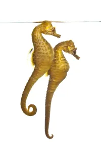 A pair of captive Common / Short snouted seahorses (Hippocampus hippocampus) in aquarium A pair of captive Common / Short snouted seahorses (Hippocampus hippocampus) in aquarium