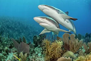 Chondrichthyes Gallery: Pair of Caribbean reef sharks (Carcharhinus perezi) swim over a coral reef