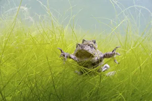 Pair of Common toads (Bufo bufo) in amplexus underwater, Belgium, March Pair of Common toads (Bufo bufo) in amplexus underwater, Belgium, March