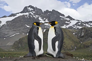 Pair of King Penguins (Aptenodytes patagonicus) on Gold Beach, South Georgia Island