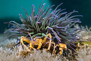 Pair of Leach's spider crabs (Inachus sp.) living symbiotiocally Pair of Leach's spider crabs (Inachus sp.) living symbiotiocally