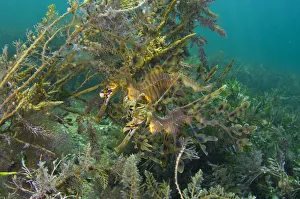A pair of Leafy Seadragons (Phycodurus eques) camouflaged sheltering amongst seaweeds A pair of Leafy Seadragons (Phycodurus eques) camouflaged sheltering amongst seaweeds