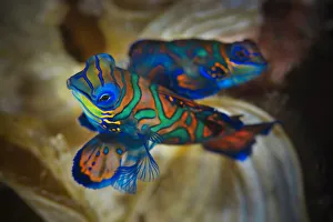 Pair of Mandarinfish (Synchiropus splendidus) mating, Raja Ampat, West Papua, Indonesia, Pacific Ocean Pair of Mandarinfish (Synchiropus splendidus) mating, Raja Ampat, West Papua, Indonesia, Pacific Ocean