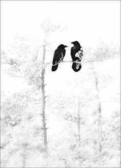 Images Dated 12th March 2007: A pair of Ravens (Corvus corax) perched in bleached out pine tree, Estonia, March 2008