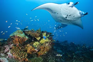 Pair of reef mantas (Mobula alfredi) visiting a colourful cleaning station on a coral Pair of reef mantas (Mobula alfredi) visiting a colourful cleaning station on a coral