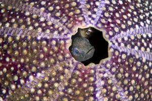 Pair of Spot gobies (Gobiusculus flavescens) nesting in a old Common sea urchin Pair of Spot gobies (Gobiusculus flavescens) nesting in a old Common sea urchin