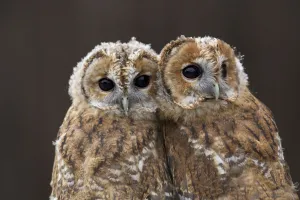 Pair of Tawny owl chicks (Strix aluco) head portrait, nearly fledged. These birds were rescued Pair of Tawny owl chicks (Strix aluco) head portrait, nearly fledged. These birds were rescued