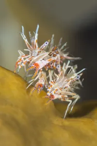 Pair of Tiger shrimps (Phyllognathia ceratophthalmus) on top of piece of coral. Bitung Pair of Tiger shrimps (Phyllognathia ceratophthalmus) on top of piece of coral. Bitung