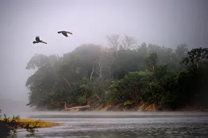 A pair of Toco Toucans (Ramphastos toco) flying across the Piquiri River at dawn A pair of Toco Toucans (Ramphastos toco) flying across the Piquiri River at dawn