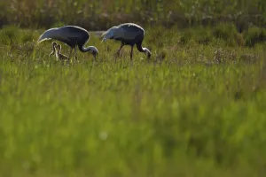 Pair of White-naped crane (Grus vipio) with two chicks walking in grassland beside water Pair of White-naped crane (Grus vipio) with two chicks walking in grassland beside water