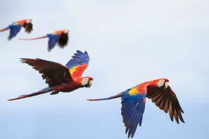 Pairs of Scarlet Macaws (Ara macao) in flight. Osa Peninsula (near Corcovado National Park) Pairs of Scarlet Macaws (Ara macao) in flight. Osa Peninsula (near Corcovado National Park)