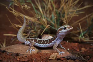 Pale-striped ground gecko (Lucasium immaculatum) male, from a desert sand plain near Pale-striped ground gecko (Lucasium immaculatum) male, from a desert sand plain near