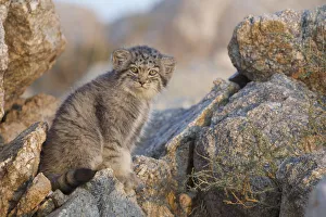Pallas cat kittens (Otocolobus manul) Sukhe-Batar Aimag, South Gobi Desert, Mongolia Pallas cat kittens (Otocolobus manul) Sukhe-Batar Aimag, South Gobi Desert, Mongolia
