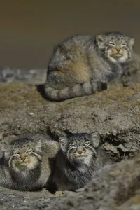 Pallass cat (Otocolobus manul) three cats, Tibetan Plateau, Qinghai, China Pallass cat (Otocolobus manul) three cats, Tibetan Plateau, Qinghai, China