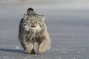 Images Dated 20th September 2019: Pallass cat (Otocolobus manul) licking lips whilst running over ice. East Mongolia