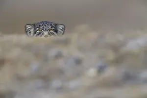 Pallass cat (Otocolobus manul) peering,Tibetan Plateau,Qinghai, China Pallass cat (Otocolobus manul) peering,Tibetan Plateau,Qinghai, China
