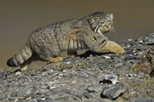 Pallass cat (Otocolobus manul), Qinghai, China Pallass cat (Otocolobus manul), Qinghai, China