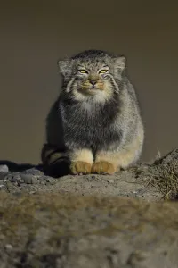 Pallass cat (Otocolobus manul) resting, Tibetan Plateau, Qinghai, China Pallass cat (Otocolobus manul) resting, Tibetan Plateau, Qinghai, China
