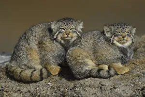 Pallass cat (Otocolobus manul) two sitting side by side, Tibetan Plateau, Qinghai Pallass cat (Otocolobus manul) two sitting side by side, Tibetan Plateau, Qinghai