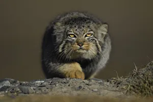 Pallass cat (Otocolobus manul) Tibetan Plateau, Qinghai, China Pallass cat (Otocolobus manul) Tibetan Plateau, Qinghai, China