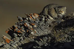 Pallass cat (Otocolobus manul) Tibetan Plateau, Qinghai, China Pallass cat (Otocolobus manul) Tibetan Plateau, Qinghai, China