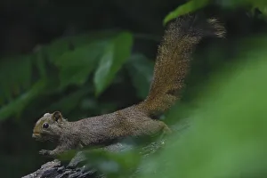 Pallass squirrel (Callosciurus erythraeus) at Tongbiguan Nature Reserve, Dehong Prefecture Pallass squirrel (Callosciurus erythraeus) at Tongbiguan Nature Reserve, Dehong Prefecture