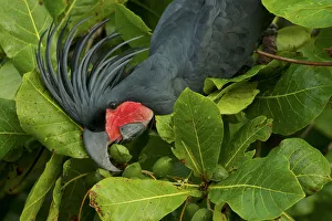 Palm Cockatoo (Probosciger aterrimus) feeding on Beach Almond (Terminalia catappa Palm Cockatoo (Probosciger aterrimus) feeding on Beach Almond (Terminalia catappa