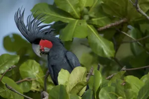 Palm Cockatoo (Probosciger aterrimus) feeding on Beach Almond (Terminalia catappa Palm Cockatoo (Probosciger aterrimus) feeding on Beach Almond (Terminalia catappa