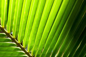 Detail of palm leaf, backlit in sunshine, New Caledonia Detail of palm leaf, backlit in sunshine, New Caledonia