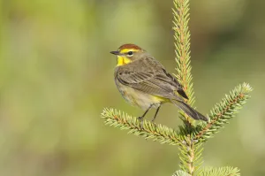 Palm Warbler (Dendroica palmarum) male perched on pine, in breeding plumage (western subspecies D) Palm Warbler (Dendroica palmarum) male perched on pine, in breeding plumage (western subspecies D)