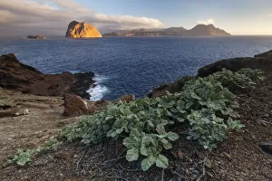 Palmer's globemallow (Sphaeralcea palmeri) and view towards Toro Islet Palmer's globemallow (Sphaeralcea palmeri) and view towards Toro Islet